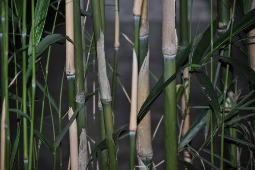 Bambukas, Žalias, Gamta, Stiebas