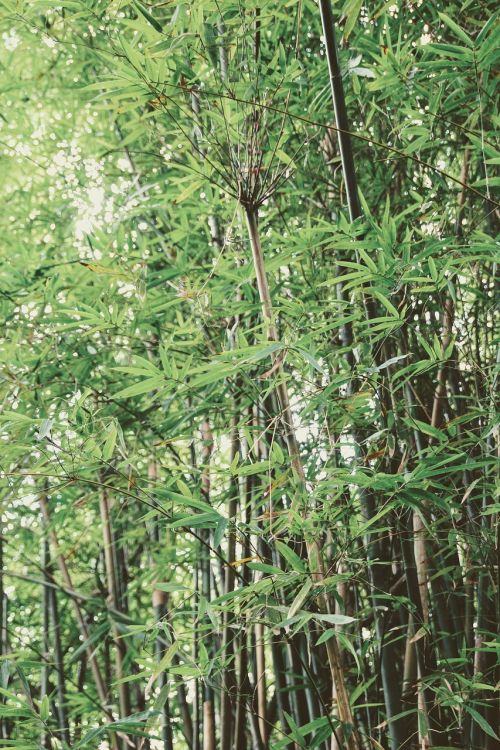 Bambukas, Žalias, Kinai, Augalas, Gamta, Miškas, Gentis, Bambuko Lapai
