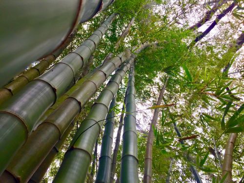 Bambukas, Stiebai, Žalias, Augalas, Asija, Sodas, Kinija, Zen, Japonija, Gamta, Rytietiškas
