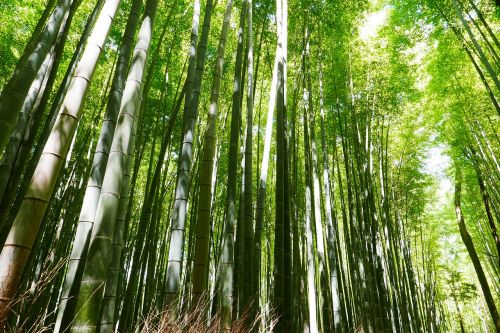 Bambukas, Japonija, Kyoto, Žalias