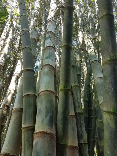 Bambukas, Miškas, Hawaii