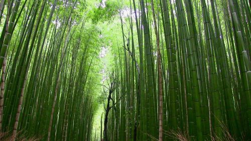 Bambukas, Miškas, Augalai, Japonija