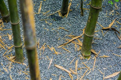 Bambukas, Žvyras, Smėlis Ir Žvyras, Defoliacija
