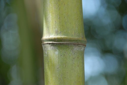 Bambukas, Žolė, Gamta