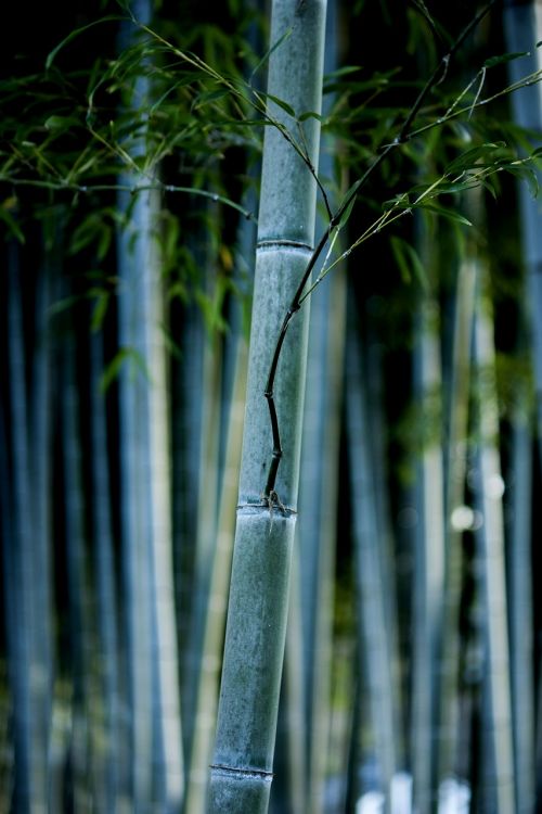 Bambukas, Gamta, Miškas, Japonija, Chill, Žalias
