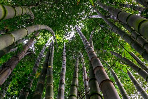 Bambukas, Medis, Žalias, Lapai