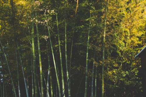 Bambukas, Medžiai, Miškas, Miškai, Lapai, Filialai, Gamta, Lauke