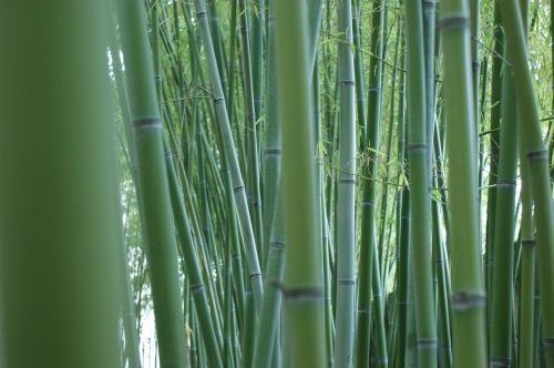 Bambukas, Stiebai, Bambuko Miškas, Bambuko Strypai, Žalias, Lauke, Augalas, Kinai