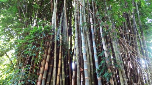 Bambukas, Bambuko Giraites, Bambukai