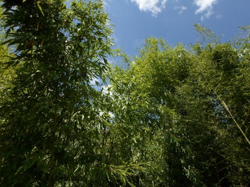 Bambukas, Lapija, Gamta
