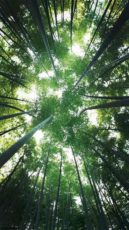 Bambukas, Dangus, Žalias