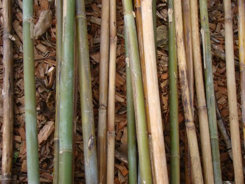 Bambukas, Bambuko Strypai, Augalas, Natūralus, Botanikos, Ekologiškas, Botanika, Žolė, Žemdirbystė, Lauke, Aplinka, Sodininkystė, Augmenija, Žalias