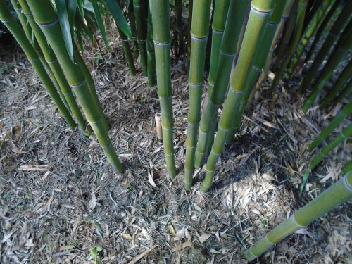 Bambukas, Bambuko Stiebas, Augalas, Žalias, Gamta, Fonas