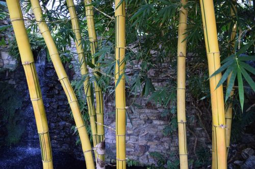 Bambukas, Egzotiškas, Stiprus, Atogrąžų, Asija, Augalas, Botanika, Nendrė, Architektūra, Flora, Kinai