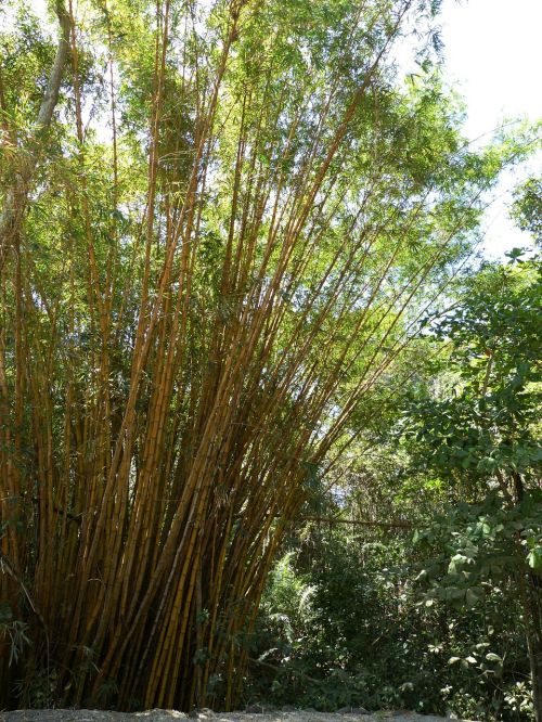 Bambukas, Žolė, Bambuko Augalai, Geltona, Bambuko Miškas, Kosta Rika, Centrinė Amerika, Tropikai, Atogrąžų, Atogrąžų Miškas, Lapai