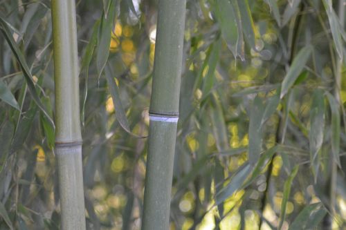 Bambukas, Vienkodiliai, Poaceae, Augalas