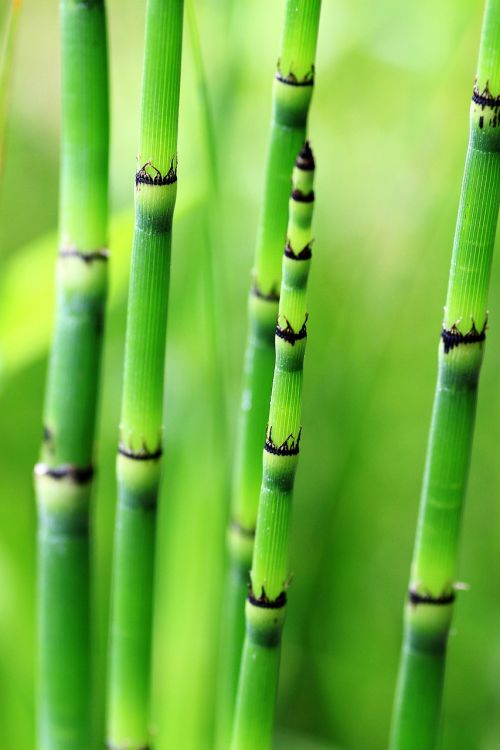 Bambukas, Žalias, Gamta, Augalas, Bambuko Strypai, Bambuko Medžiai, Bambukai, Sodas, Struktūra, Fonas