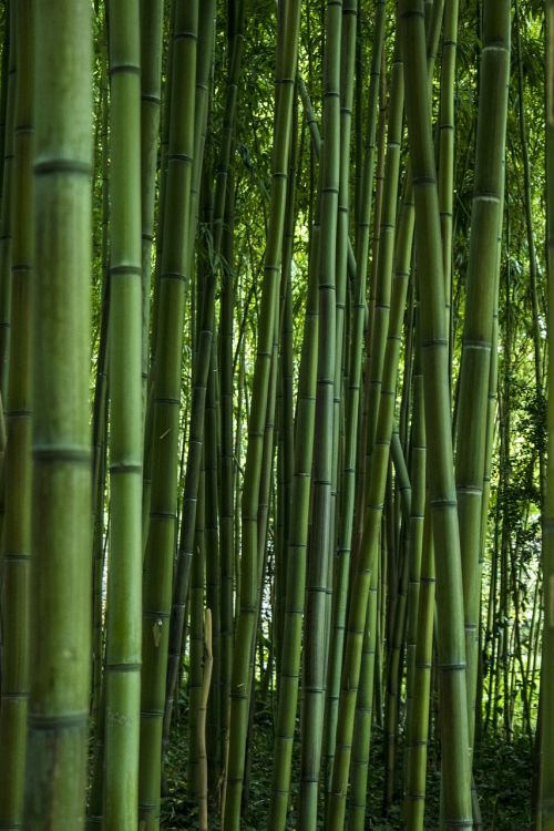Bambukas,  Lapai,  Gamta,  Zen,  Žalias,  Sodas,  Be Honoraro Mokesčio