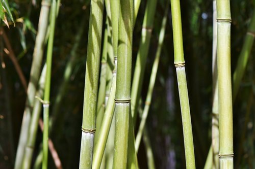 Bambuko,  Bambuko Miškas,  Milžinišką Bambuko,  Bambuko Augalai,  Augalų,  Bambuko Lapai,  Fonas,  Tekstūros,  Struktūra