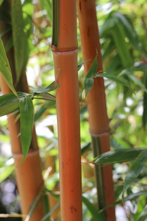 Bambukas, Bambuko Augalai, Bambuko Strypai, Kinija