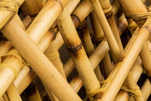 Bambuko,  Išdėstymas Bambuko,  Mediena,  Iš Medienos,  Maistas
