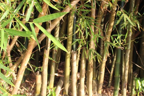 Bambuko,  Pobūdį,  Medis,  Modelis,  Džiunglės,  Lapų,  Žalias,  Filialas