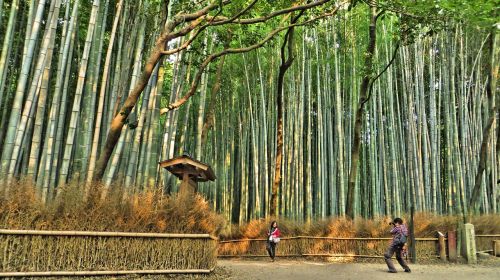 Bambukas, Medžiai, Miškas, Bambuko Miškas