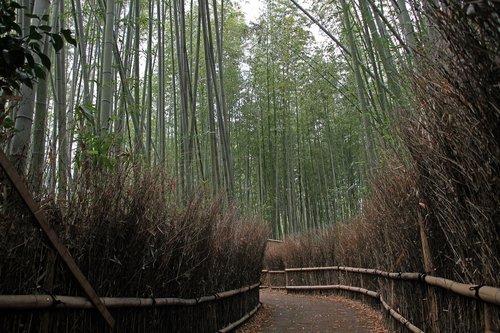 Bambuko,  Miškas,  Natūralus,  Arashiyama,  Kyoto,  Japonija,  Keliai