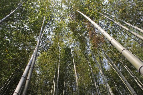 Bambuko,  Vs Giraitėje,  Pobūdį,  Augalai,  Žalias