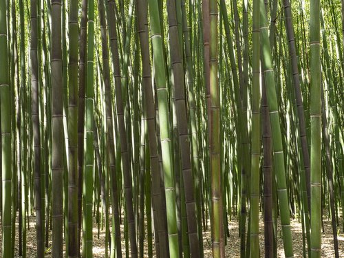 Bambuko,  Miškas,  Augalai,  Medžiai,  Medis,  Pobūdį,  Žalias,  Phyllostachys