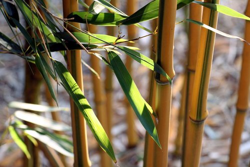 Bambuko,  Lapai,  Pobūdį,  Mediena,  Žalias,  Zen,  Azijoje,  Tekstūros,  Spalva