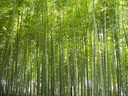 Bambuko,  Miškas,  Žalias,  Natūralus,  Mediena,  Aplinka,  Kraštovaizdis,  Augalų,  Laukinių,  Lauke,  Vaizdingas,  Ramus,  Japonija,  Japonų Stiliaus,  Azijoje,  Apaugę,  Bambuko Miškas,  Daug
