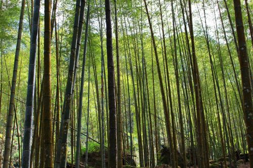 Bambukas, Tou, Taivanas