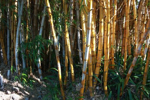 Bambukas, Medžiai, Gamta, Žalias, Džiunglės, Augimas, Atogrąžų, Mediena