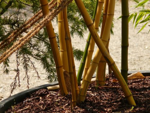 Bambukas, Bambuko Sodas, Aureocaulis, Augalas, Mediena