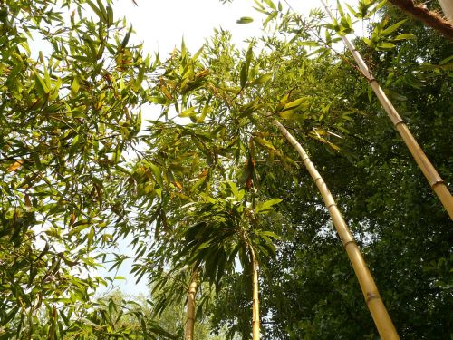 Bambukas, Bambuko Sodas, Aureocaulis, Augalas, Mediena