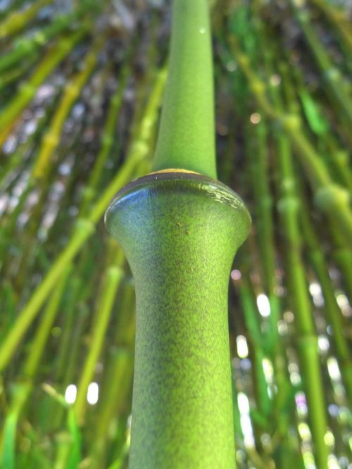 Bambukas, Mazgas, Bambuko Mazgas, Žalias, Stiebas, Bambuko Lazda, Saldymedis, Bambuko Stiebeliai