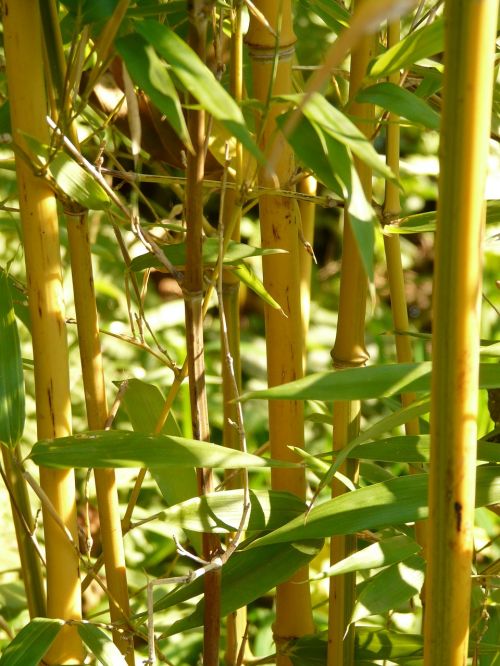 Bambukas, Mazgas Bambuko, Aukso Bambuko Vamzdis, Geltonas Bambukas, Bambuko Sodas, Aureocaulis, Augalas, Mediena