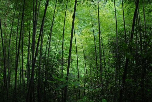 Bambukas, Žalias