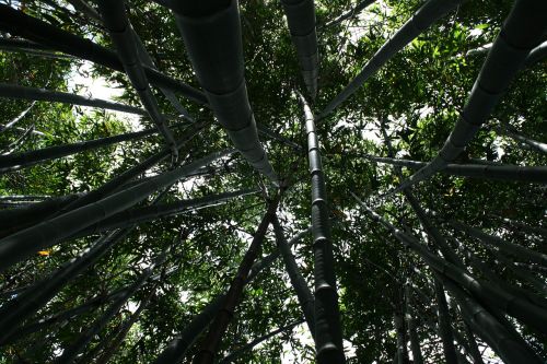 Bambukas, Aukštas, Augalas, Japanese, Asian, Bagažinė, Lauke, Rytietiškas