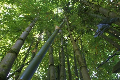 Bambukas, Bambuko Miškas, Havajai Bambukai, Gamta, Žalias, Miškas, Augalas, Medis, Asija, Japanese, Japonija, Atogrąžų, Zen, Natūralus, Džiunglės, Sodrus, Botanikos