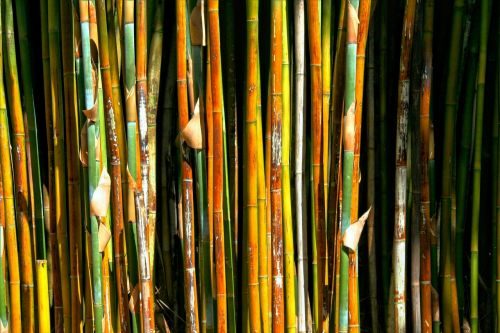 Bambukas, Augalas, Žolė, Greitai Augantis, Mediena, Medžiai