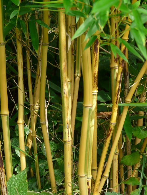 Bambukas, Bambuko Strypai, Aukso Bambuko Vamzdis, Mazgas Bambuko, Geltonas Bambukas, Aureocaulis, Phyllostachys Aureosulcata, Bambuko Menas, Phyllostachys
