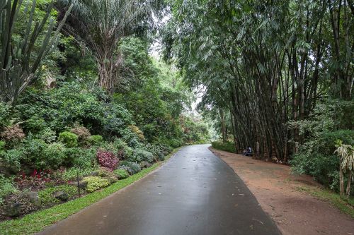 Bambukas, Parkas, Kraštovaizdis