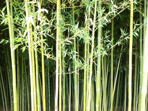 Bambukas, Siena, Žalias, Gamta, Augalas, Modelis, Rytietiškas, Natūralus