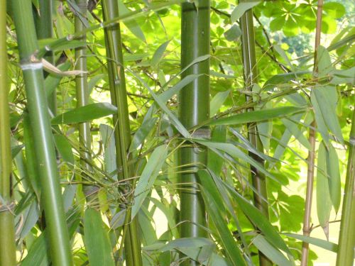 Bambukas, Žalias, Fonas, Augalas, Bambuko Lapai