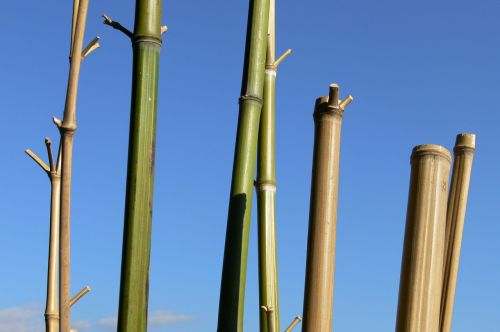 Bambukas, Dangus, Cannes, Stiebai