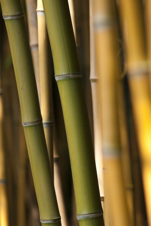 Bambukas, Žolė, Žalias, Alyvuogių, Fonas, Bambuko Strypai, Ruda, Oranžinė, Meterlang, Halme, Asija