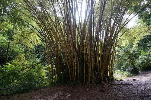 Bambukas,  Miškas,  Havajai