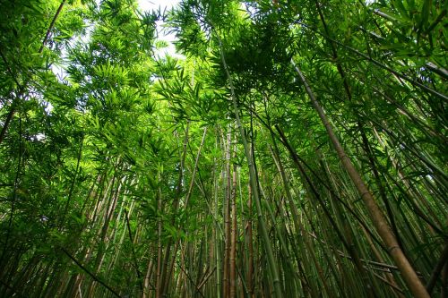 Bambukas, Miškas, Žygiai, Augalas, Medis, Žalias, Natūralus, Zen, Lauke, Parkas, Stiebas, Lapija